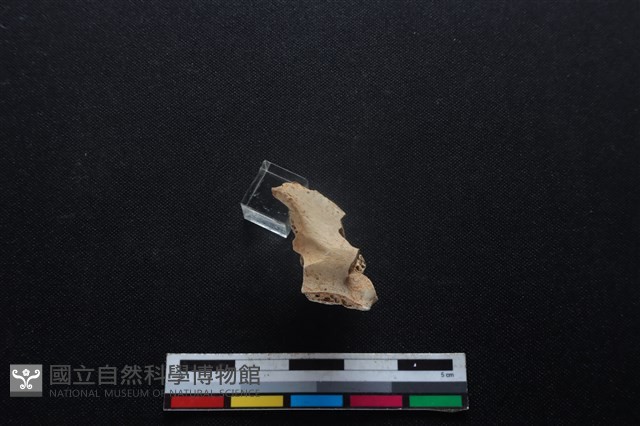 梅花鹿骨藏品圖，第1張