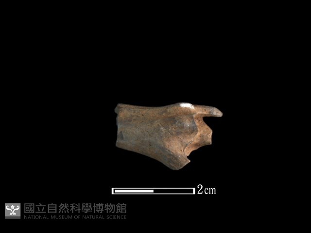 山羌骨藏品圖，第1張