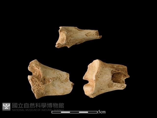 梅花鹿骨藏品圖，第1張