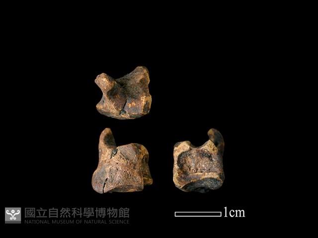 獐骨藏品圖，第1張