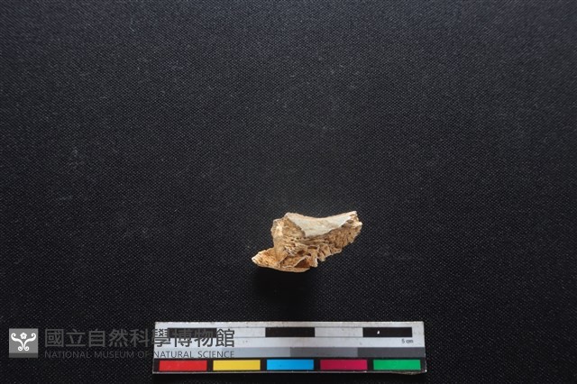 梅花鹿骨藏品圖，第1張
