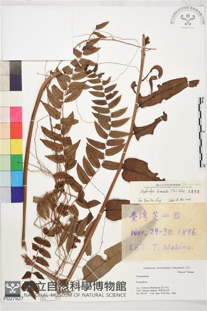 長葉腎蕨藏品圖，第1張