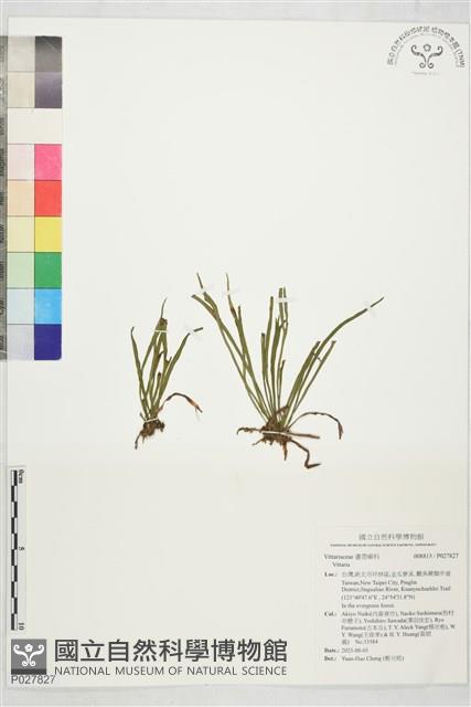 登錄號:P027827藏品圖，第1張