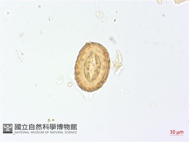 三回蹄蓋蕨藏品圖，第1張