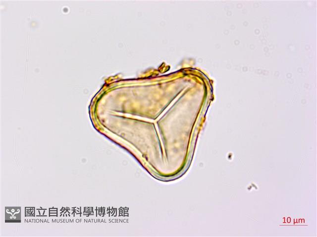 蘭嶼筆筒樹藏品圖，第1張