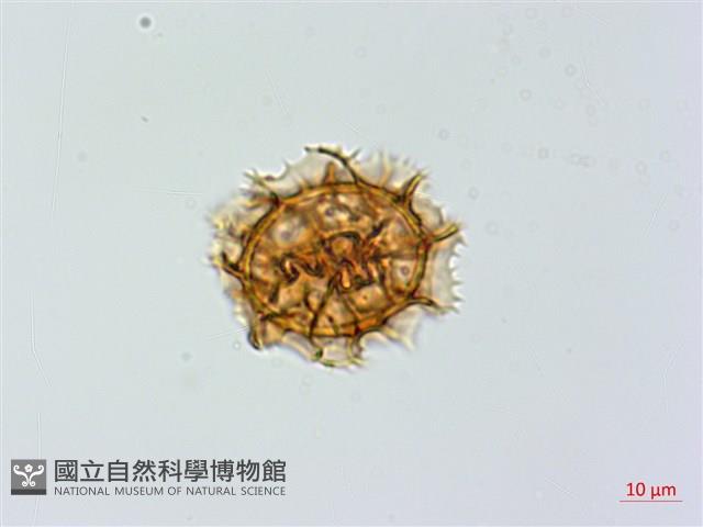 薄葉鐵角蕨藏品圖，第1張