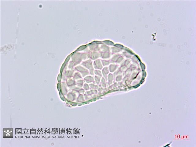 小膜蓋蕨、臺灣小膜蓋蕨藏品圖，第1張