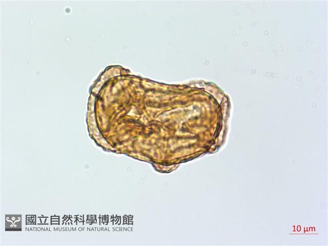 魚鱗蕨藏品圖，第1張