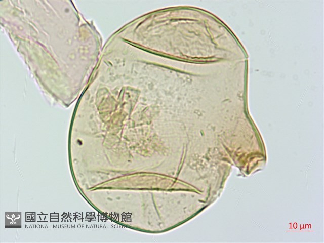 雙扇蕨藏品圖，第2張