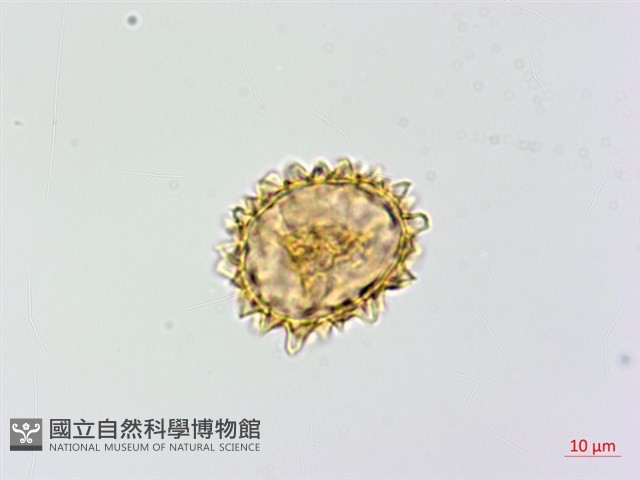 亞蹄蓋蕨藏品圖，第1張