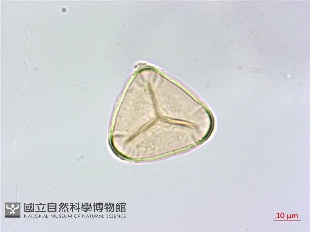乳頭鳳丫蕨藏品圖，第2張