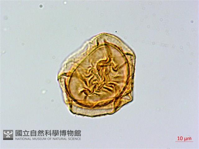 峨眉蕨藏品圖，第2張