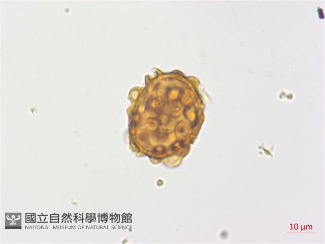 金毛蕨藏品圖，第1張