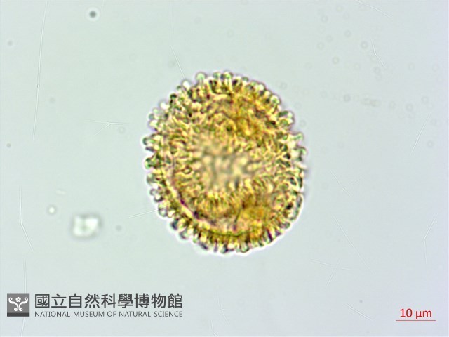 粗柄毛冷蕨藏品圖，第2張