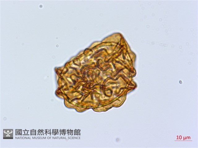 頂囊鱗毛蕨藏品圖，第1張