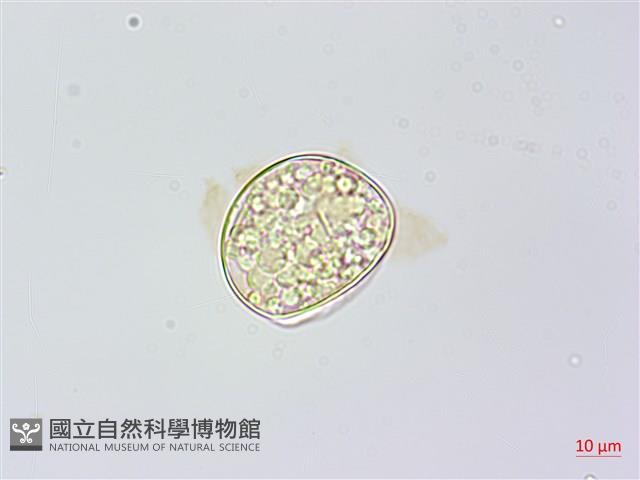 雉尾烏毛蕨藏品圖，第2張