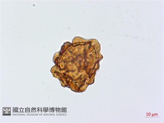尾形複葉耳蕨藏品圖，第2張