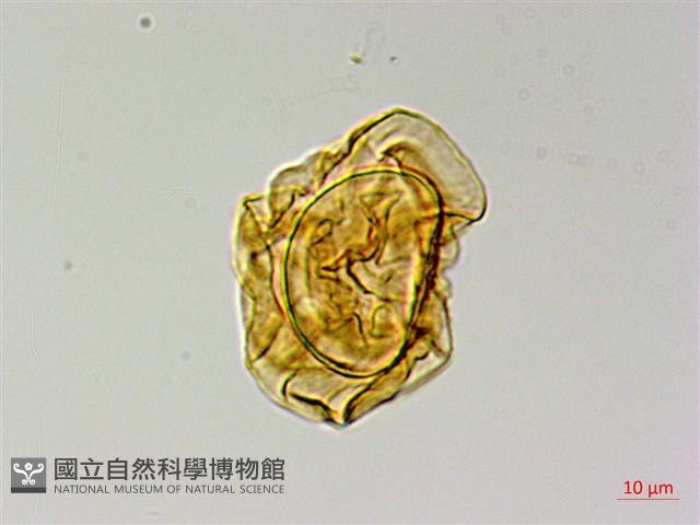 登錄號:P015716藏品圖，第1張