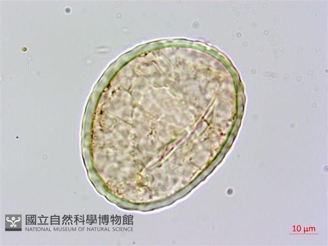 宿枝小膜蓋蕨藏品圖，第2張