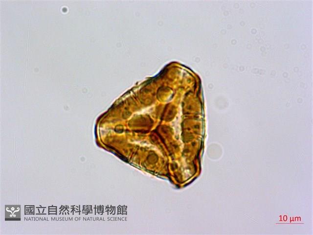 碗蕨藏品圖，第2張