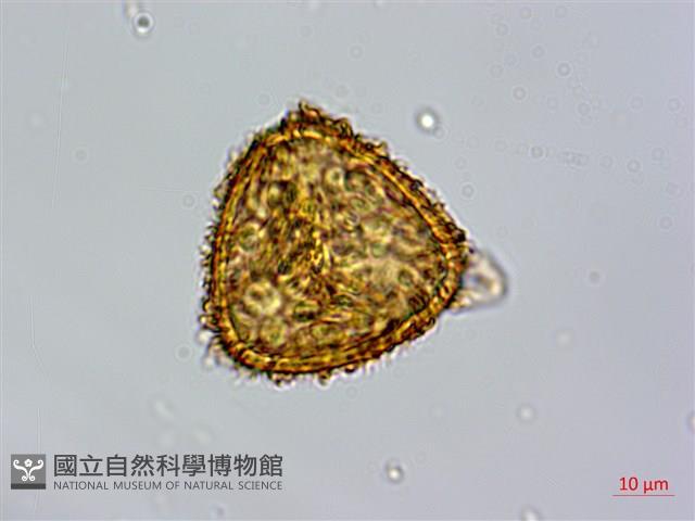 筆筒樹藏品圖，第1張