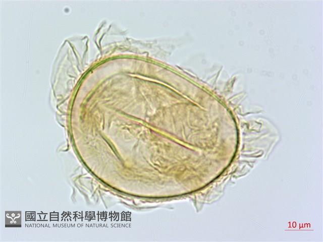 裂葉雙蓋蕨藏品圖，第1張