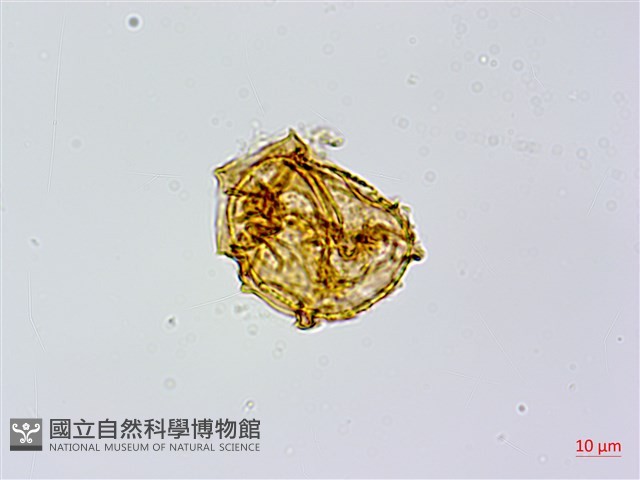 臺灣山蘇花藏品圖，第2張