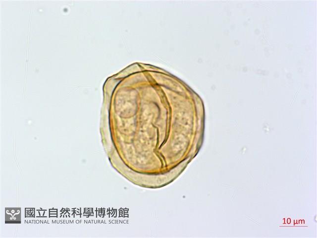 大葉貞蕨藏品圖，第1張