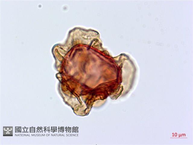 假腸蕨藏品圖，第1張