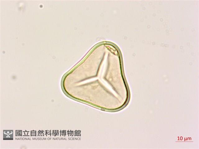 黑桫蕨藏品圖，第2張