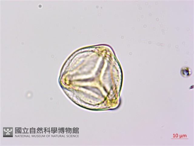 燕尾蕨藏品圖，第1張