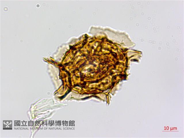 剪葉鐵角蕨藏品圖，第1張