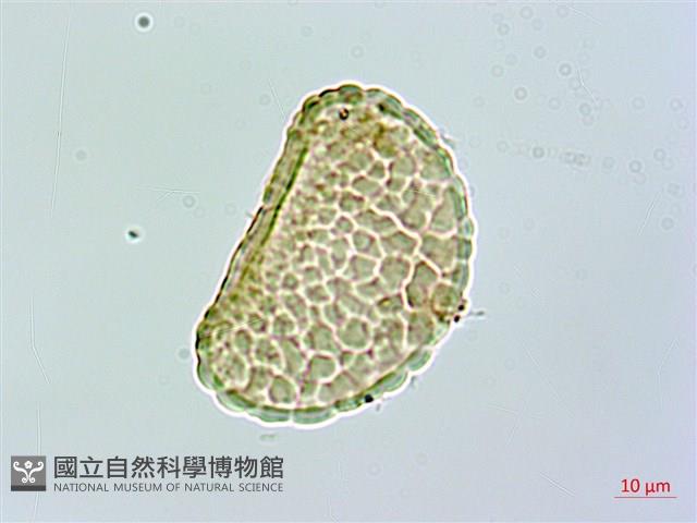 杯狀蓋骨碎補藏品圖，第1張