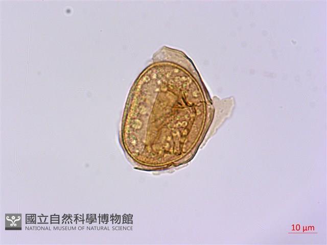 長苞雙蓋蕨、鱗柄雙蓋蕨藏品圖，第1張