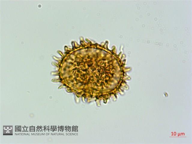 假蹄蓋蕨藏品圖，第2張