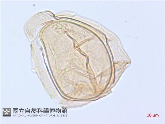 細柄雙蓋蕨藏品圖，第1張