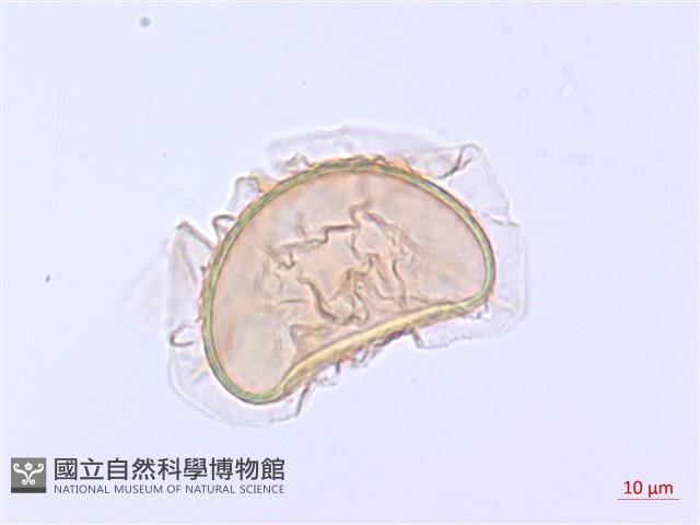 登錄號:P012766藏品圖，第1張