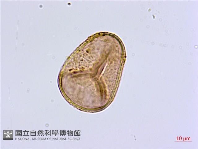 毛葉鐵線蕨藏品圖，第1張