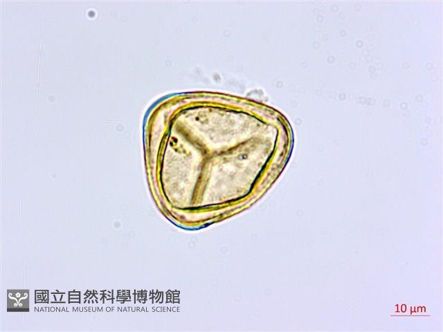 長尾鐵線蕨藏品圖，第2張
