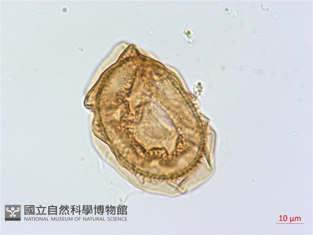 吉永鐵角蕨、斜葉鐵角蕨藏品圖，第2張