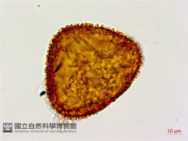 台灣黑桫欏藏品圖，第2張