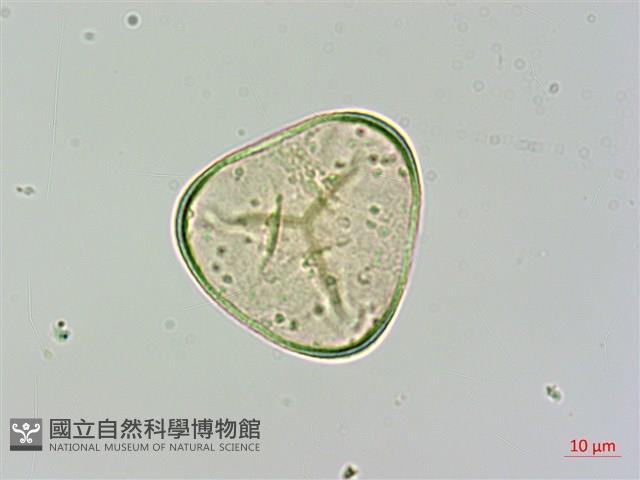 細葉姬蕨藏品圖，第1張