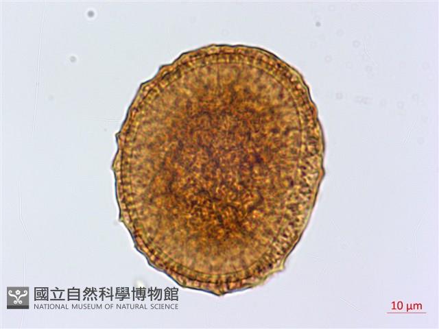 銀杏葉鐵角蕨藏品圖，第2張