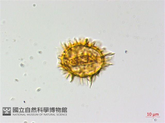 薄葉三叉蕨藏品圖，第1張