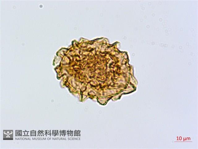 異裂短腸蕨藏品圖，第2張