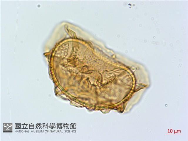 登錄號:P005322藏品圖，第2張