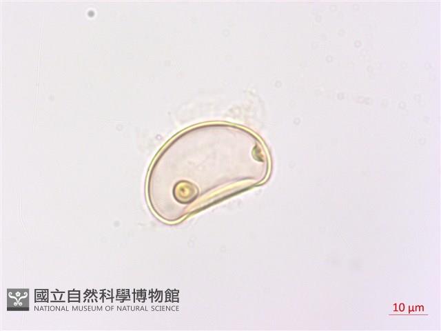 網脈雙蓋蕨藏品圖，第2張