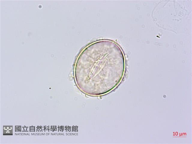 岩蕨藏品圖，第2張