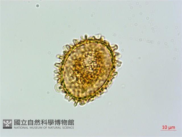 假蹄蓋蕨藏品圖，第2張