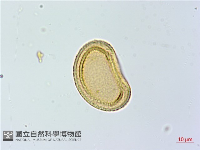 登錄號:P014152藏品圖，第1張